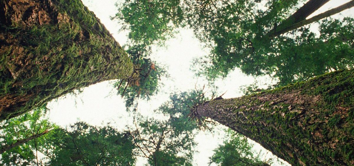 Trees can't talk — or can they? Ecologist Suzanne Simard says tree communicate with each other in a unique way.