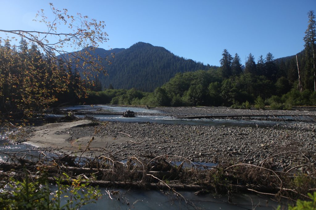 Near Hoh River Trail in Washington state's Olympic National Park.