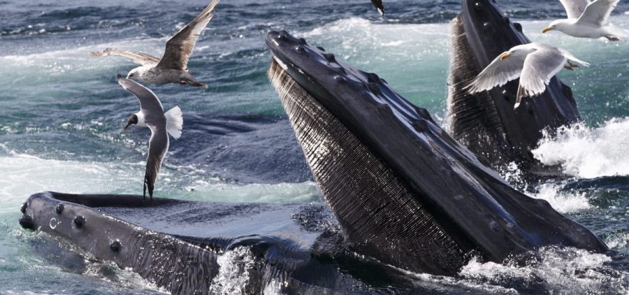Humpback whales feed at the Stellwagen Bank National Marine Sanctuary near Provincetown, Mass., in July 2014.