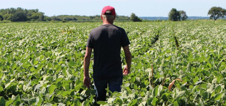 Farmer Terry Davidson walks through his soy fields in Harvard, Ill. Soybean prices have fallen this summer — a process that started even before the U.S. and China hit each other with tariffs in early July.