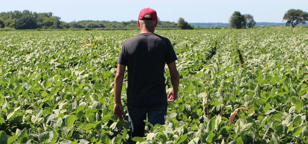 Farmer Terry Davidson walks through his soy fields in Harvard, Ill. Soybean prices have fallen this summer — a process that started even before the U.S. and China hit each other with tariffs in early July.