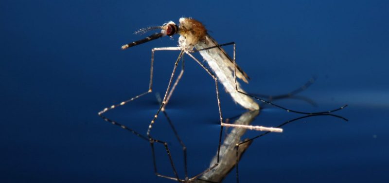 Mosquitoes Genetically Modified To Crash Species That Spreads Malaria ...