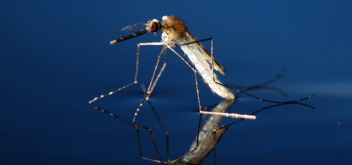 This adult Anopheles gambiae mosquito — the kind that spreads malaria — was genetically modified as part of the study.