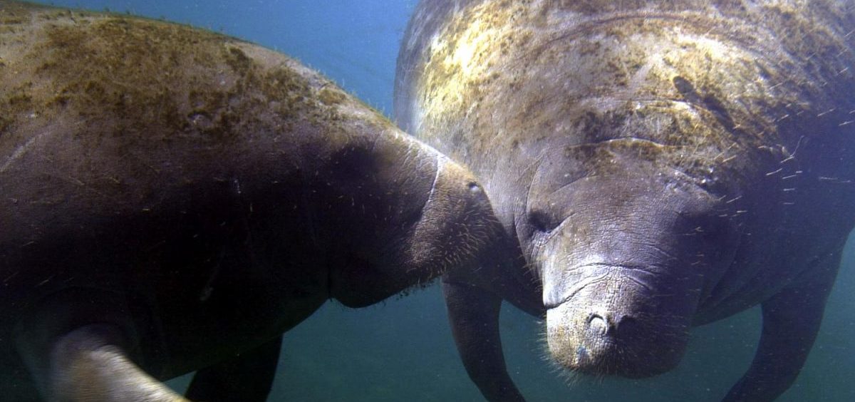 Columbus Manatees Could Be Released Into the Wild - WOUB Public Media