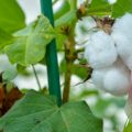 Cottonseed is full of protein but toxic to humans and most animals. The U.S. Department of Agriculture this week approved a genetically engineered cotton with edible seeds. They could eventually feed chickens, fish — or even people.