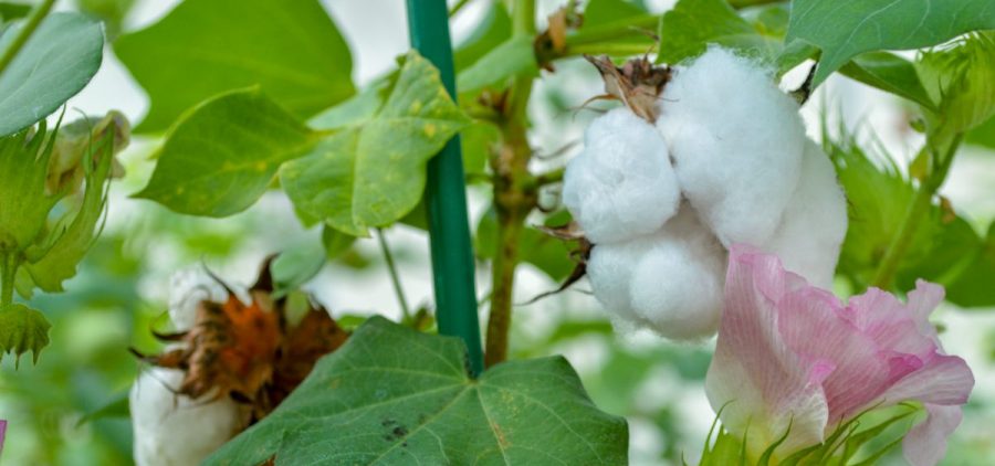 Cottonseed is full of protein but toxic to humans and most animals. The U.S. Department of Agriculture this week approved a genetically engineered cotton with edible seeds. They could eventually feed chickens, fish — or even people.