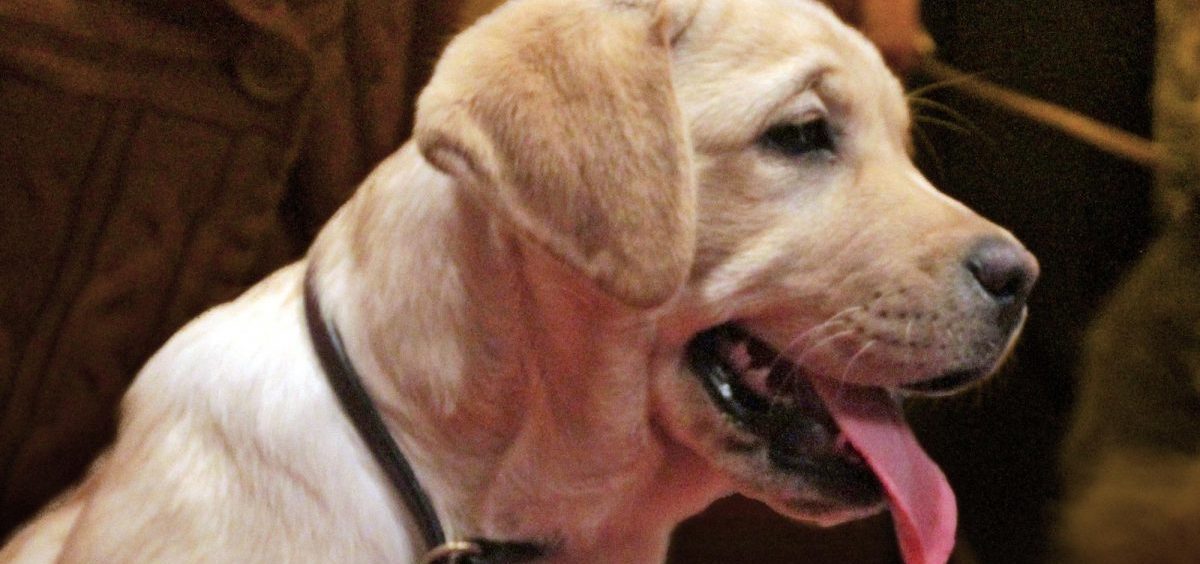 Kentucky Hosting National Retriever Championship WOUB Public Media