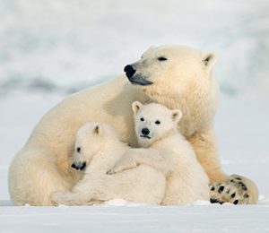 polar bear with two cubs