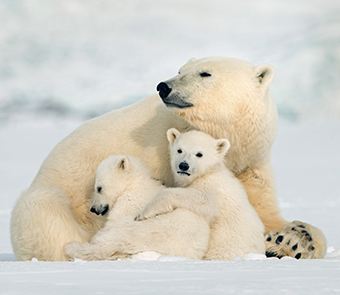 The incredible journey of polar bear cubs in "NATURE: Snow Bears" - Wednesday, December 9 - WOUB Media