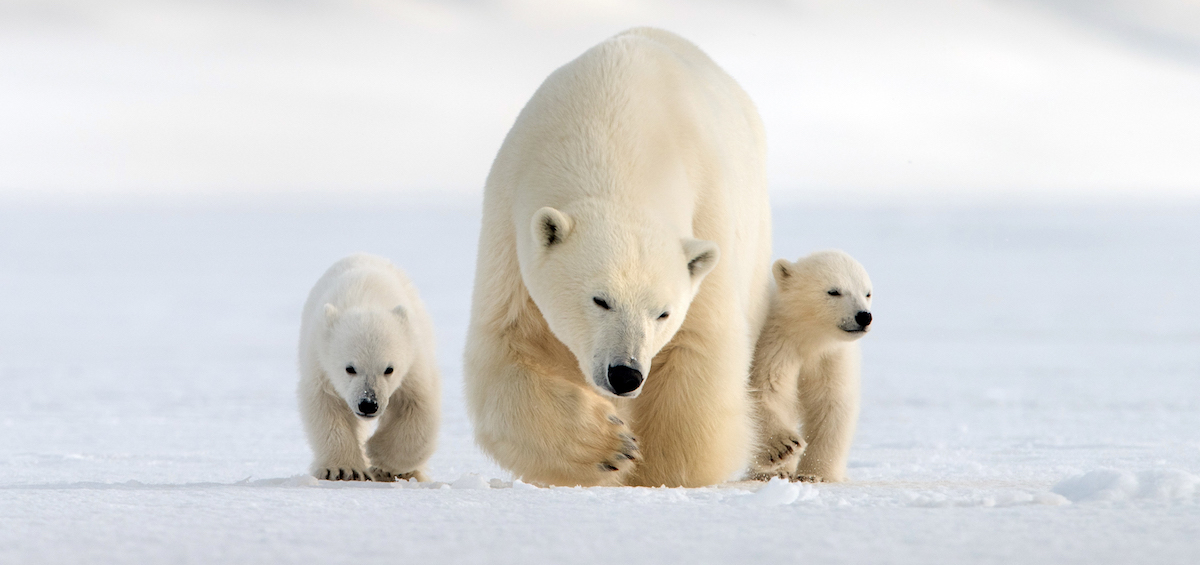 The incredible journey of polar bear cubs in "NATURE Snow Bears
