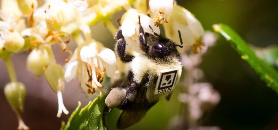 A bumblebee outfitted with a unique tracking tag forages outdoors.