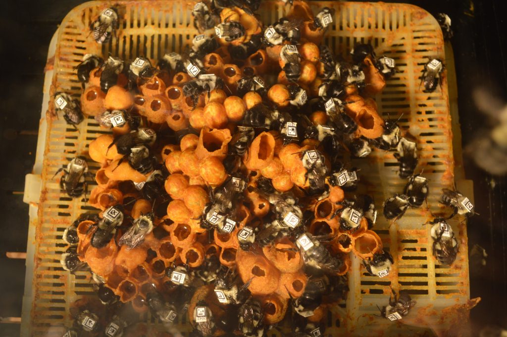 Workers inside a bumblebee hive are outfitted with tracking tags. Scientists used a robotic arm to take video of the bees' behavior when exposed to a common insecticide.