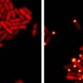 In these images, E. coli bacteria harbor proteins from a bacteria-killing virus that can eavesdrop on bacterial communication. At left, one protein from the virus has been tagged with a red marker. At right, the virus has overheard bacterial communication indicating the bacteria have achieved a quorum; it sends its protein to the poles of the cell (yellow dots).