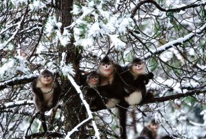 A small family, sub-nosed monkey