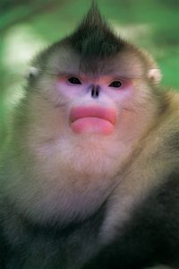A young male sub-nosed monkey