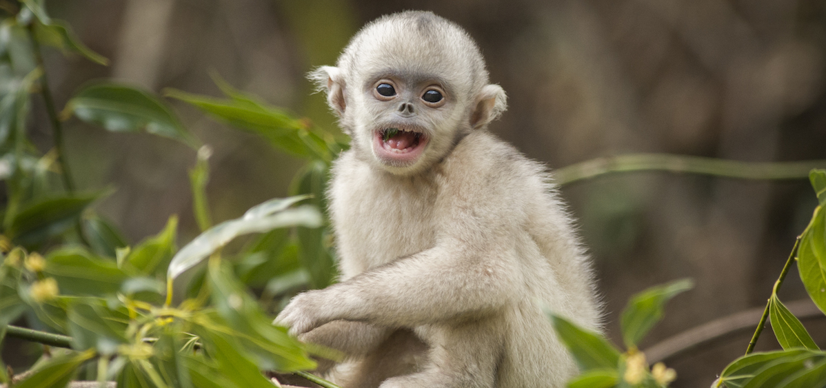 Photos: The Mysterious Chinese Monkey That's 'as Endangered as the Panda