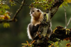 A young sub-nosed monkey