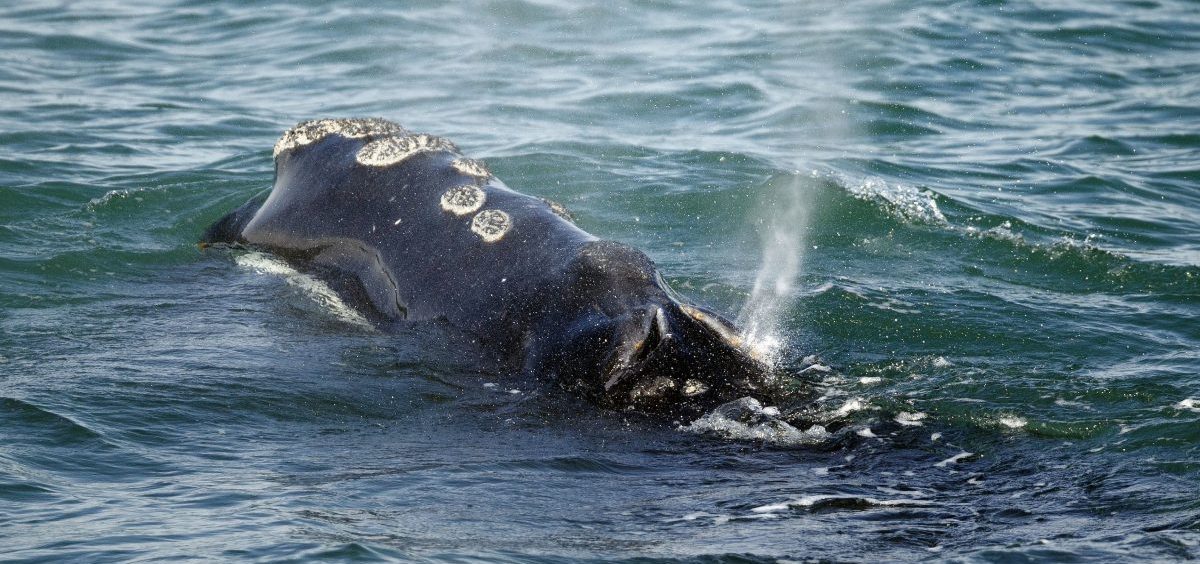 In this photo from March, a North Atlantic right whale feeds off the coast of Massachusetts. A new North Atlantic right whale calf was just spotted — and it's the first calf sighting in over a year.