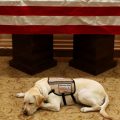 Former President George H.W. Bush's service dog lies in front of his casket in Houston on Sunday. The 41st president died Friday at the age of 94.