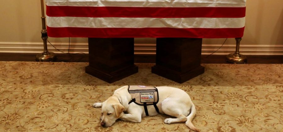 Former President George H.W. Bush's service dog lies in front of his casket in Houston on Sunday. The 41st president died Friday at the age of 94.