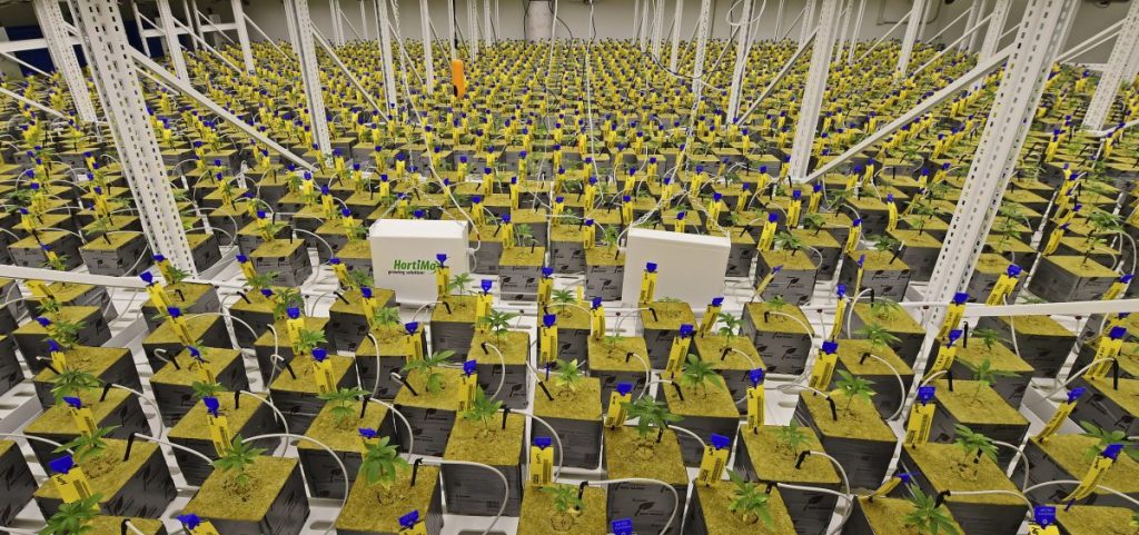 Marijuana plants sit under LED lights inside the Veg Room, in Eastlake, Ohio.