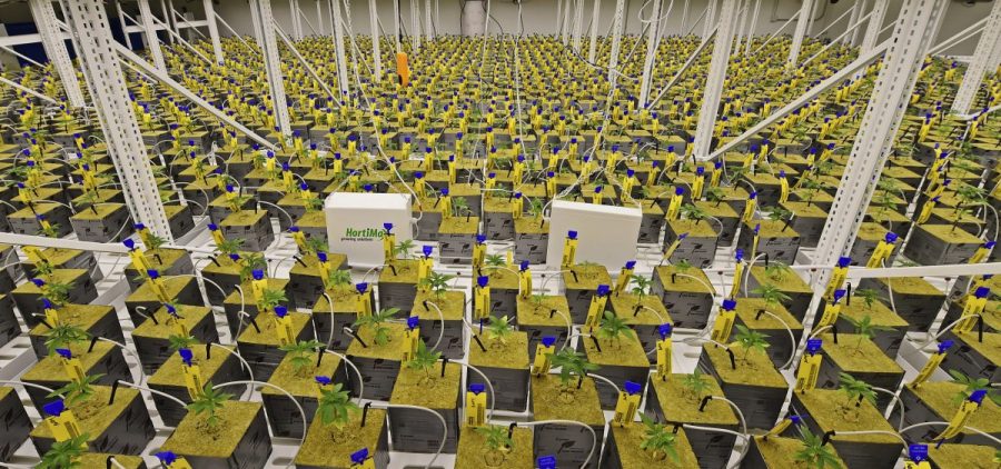 Marijuana plants sit under LED lights inside the Veg Room, in Eastlake, Ohio.
