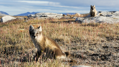 Arctic foxes enjoying the late summer sun.