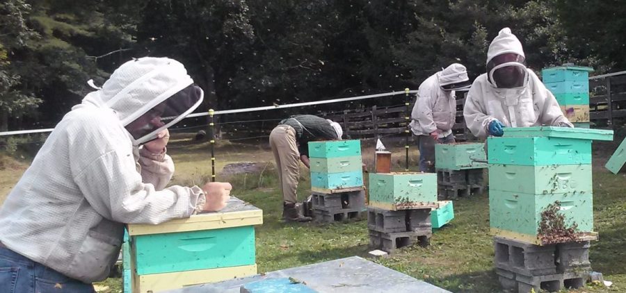 Members of the Appalachian Beekeeping Collective inspect one of their apiaries. The collective trains displaced coal miners in West Virginia on how to keep bees as a way to supplement their income.