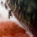 Genetically modified "gene drive" mosquitoes feed on warm cow's blood. Scientists hope these mosquitoes could help eradicate malaria.