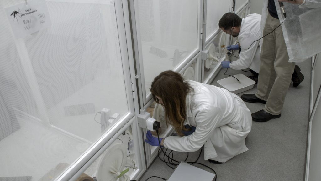 Technicians add modified mosquito pupae and warm cow's blood to large cages of unmodified mosquitoes to start the yearlong experiment.