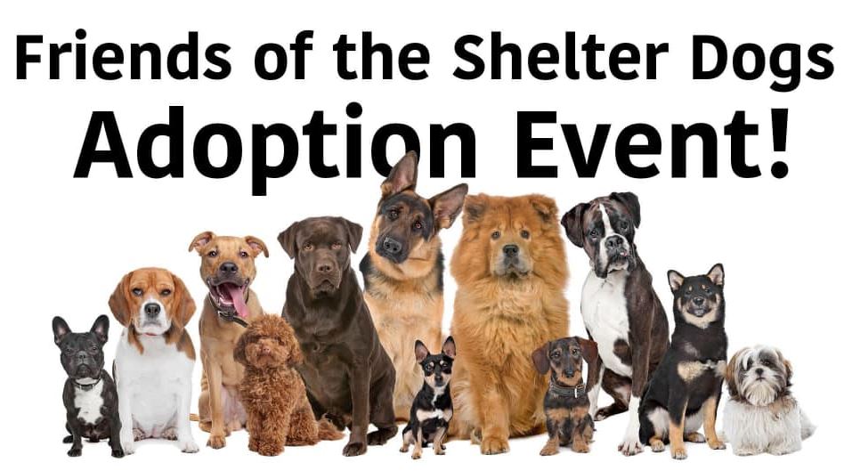 adoption events near me dog