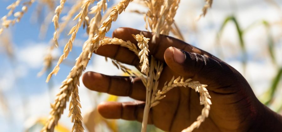 Just three crops — wheat, corn and rice — make up nearly 60 percent of the plant-based calories in most diets, according to a new report. Above, a farmer inspects a plant in her dry maize field on March 13 in Zimbabwe.