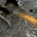 A golden Rainbow Trout is in the mix of other adult trout being stocked
