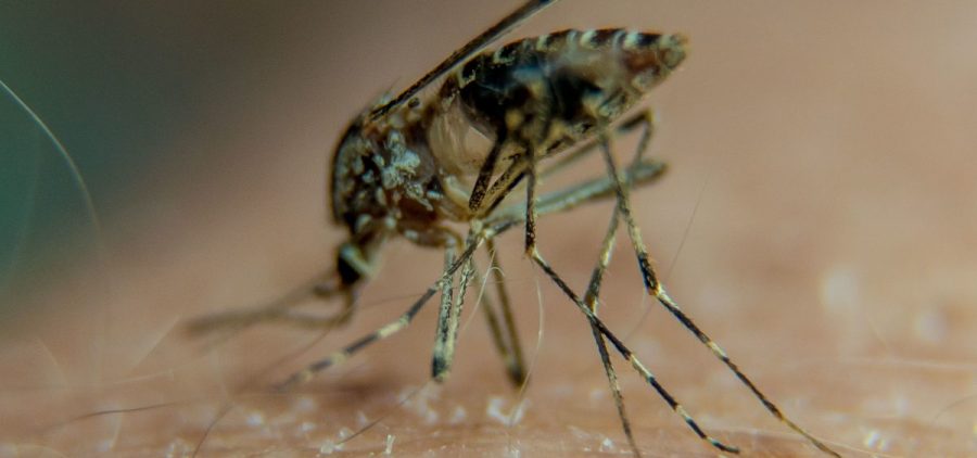 A new study pinpoints which part of a mosquito's body is repulsed by the taste of DEET.