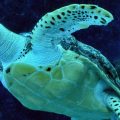 "Nature is declining globally at rates unprecedented in human history," a U.N. panel says, reporting that around 1 million species are currently at risk. Here, an endangered hawksbill turtle swims in a Singapore aquarium in 2017.