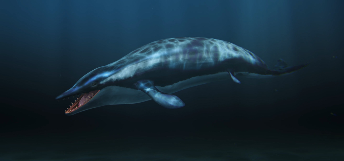 When Whales Walked: Journeys In Deep Time | Wednesday, June 19 at 9 pm ...