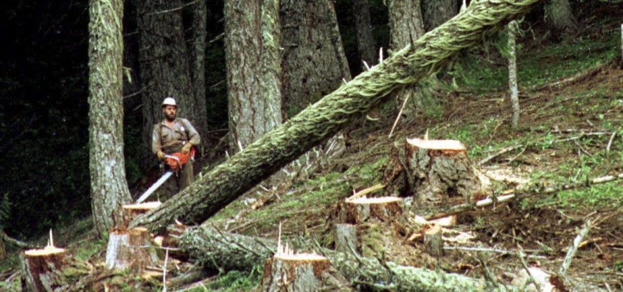 A logger cuts a large fir tree in the Umpqua National Forest near Oakridge, Ore. Federal land managers are proposing a sweeping rule change that could expand commercial logging on Forest Service land.