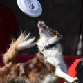 Jaeleen Sattler's border collie Sprint catches a frisbee during a competition in California. New research suggests that dog stress mirrors owner stress, especially in dogs and humans who compete together.