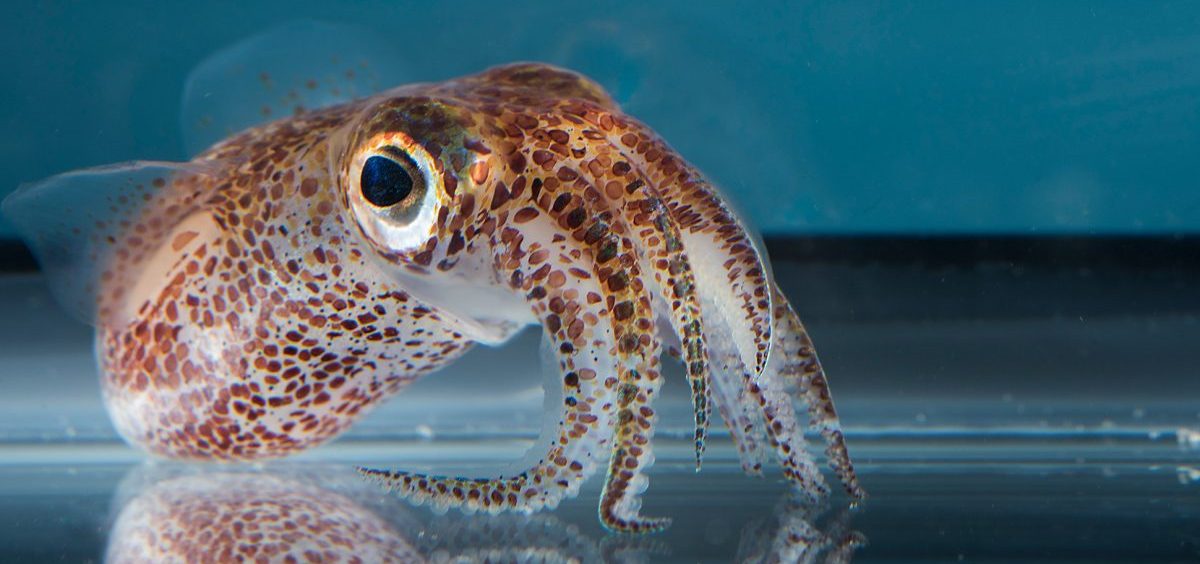 A close-up shows the juvenile California two-spot octopus (left). An adult Hawaiian bobtail squid is seen on the right.