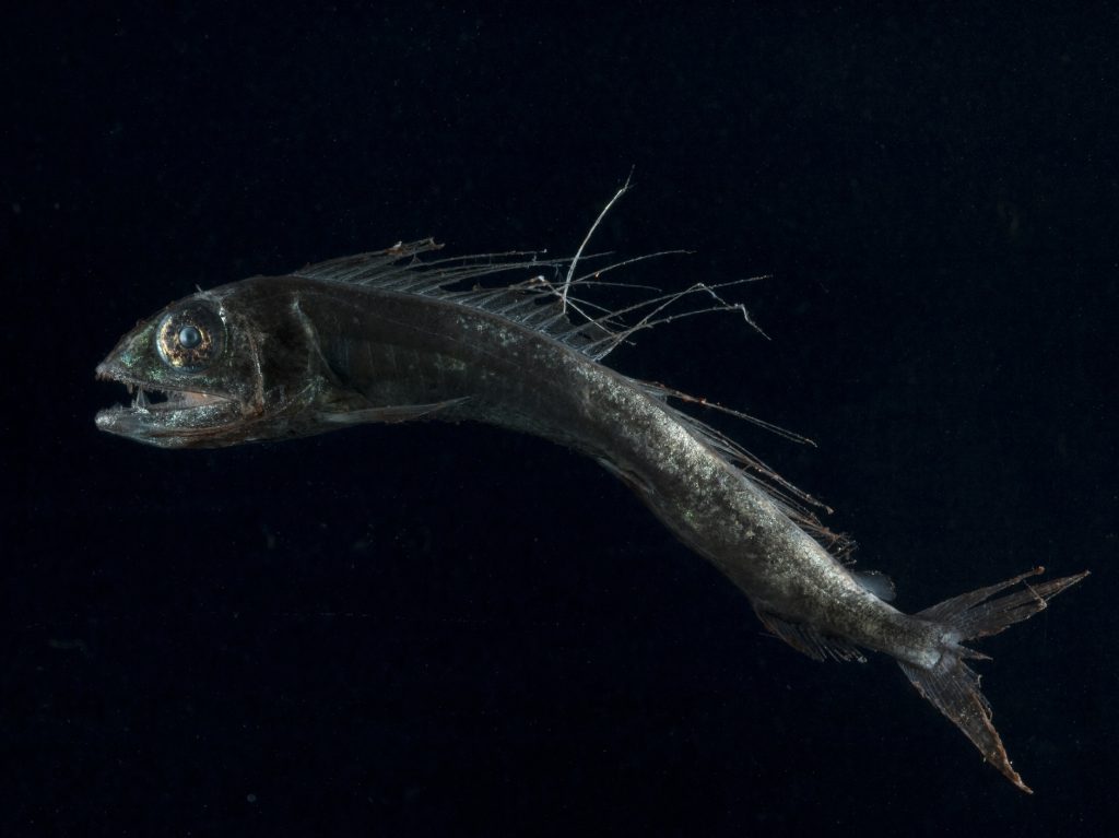Researchers found plastic in the stomachs of one out of every three lancetfish they studied.