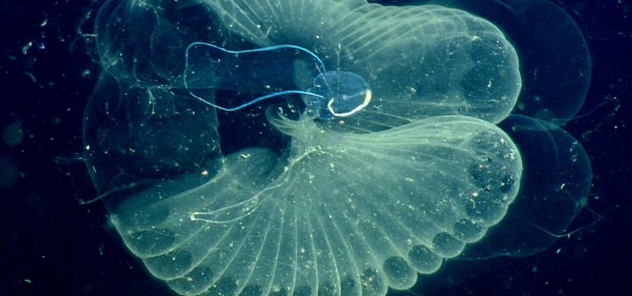 The deep ocean is filled with sea creatures like giant larvaceans. They're actually the size of tadpoles, but they're surrounded by a yard-wide bubble of mucus that collects food — and plastic. "We found small plastic pieces in every single larvacean that we examined from different depths across the water column," says researcher Anela Choy.