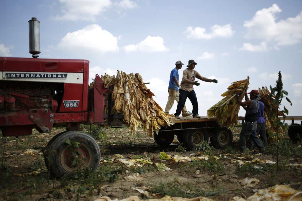 Migrant workers harvest Burley tobacco in Pleasureville, Ky. McConnell has argued that his support for the industry is because it employs tens of thousands of farmers in the state.