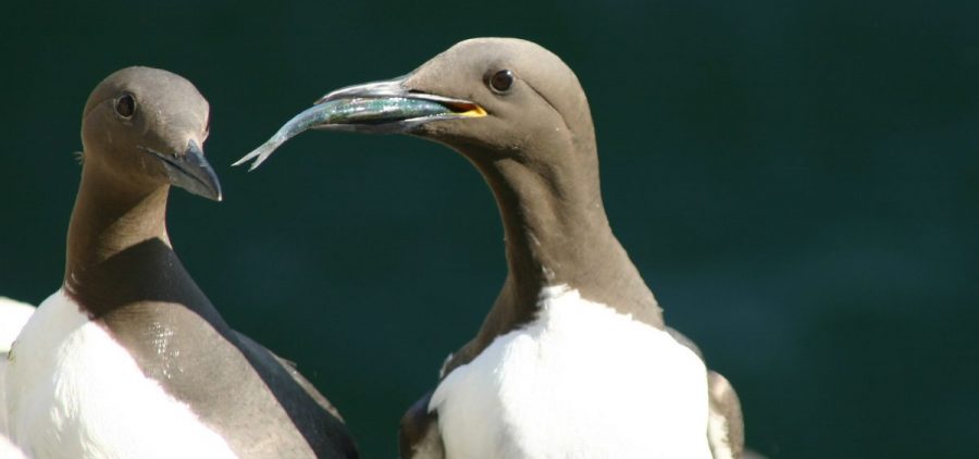 A common guillemot (Uria aalge) brings a sprat to feed to its chick. The laying dates of this species were followed for 19 consecutive years on the Isle of May, off the coast of southeast Scotland. According to a new paper in Nature Communications, many birds are adapting to climate change — but probably not fast enough.