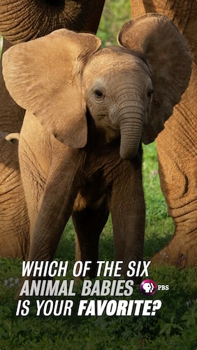 Image of baby elephant. text asking which baby is your favorite?