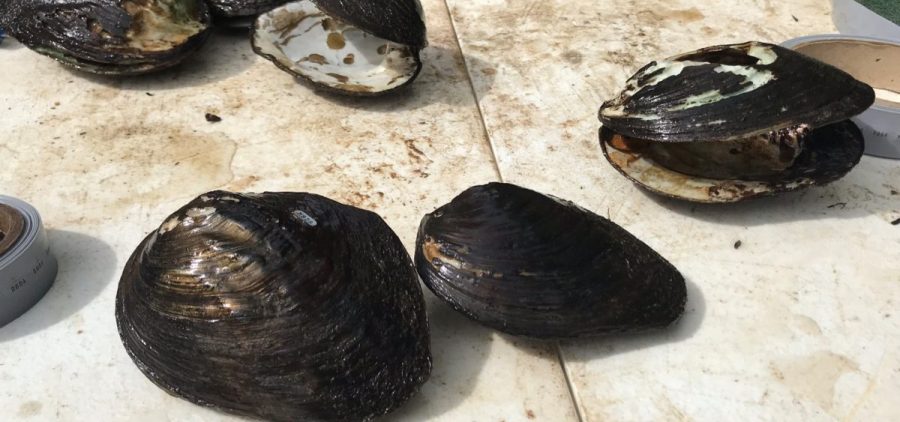 Mussel Woman: Biologist Passes Along Pearls Of Wisdom About Threatened