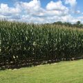 Tom Folz grows thousands of acres of corn and soybean in western KY.