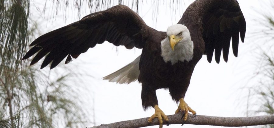 A bald eagle prepares to take off from a pine tree in Pembroke Pines, Fla. The eagle population rebounded after protections put in place under the Endangered Species Act.