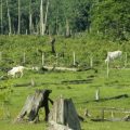 Cattle graze in pasture formed by cleared rainforest land in Pará, Brazil. A new online tool makes it easier for food companies to detect this kind of land-clearing by their suppliers.