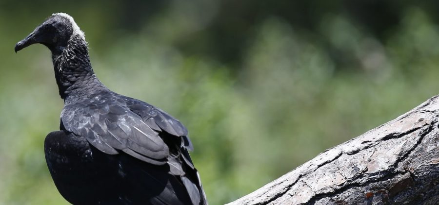 A black vulture sits a top of a tree