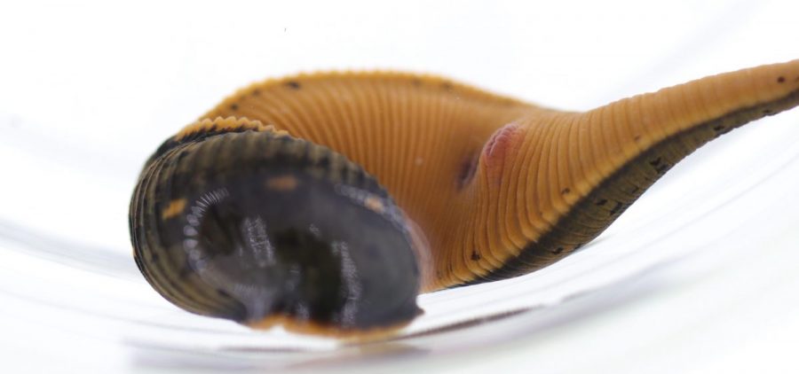 Macrobdella mimicus, the first new species of medicinal leech discovered in over 40 years